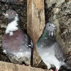 Couple of pigeons for free, Επαρχία Λευκωσίας — Σιά