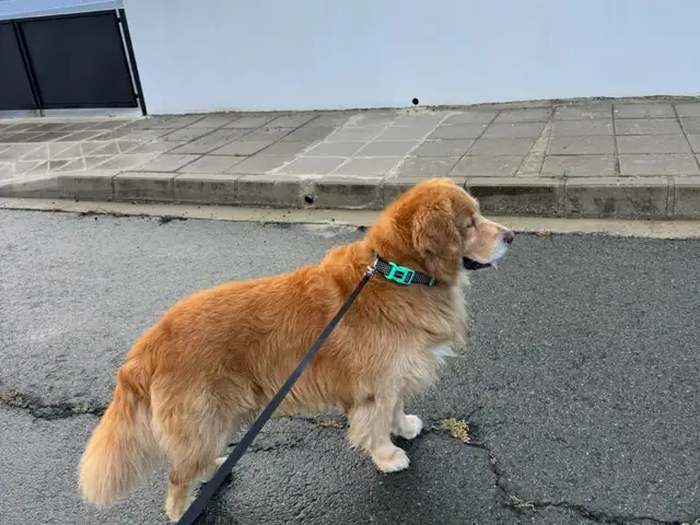 American golden retriever, Nicosia — Latsia - Archangelos Michail