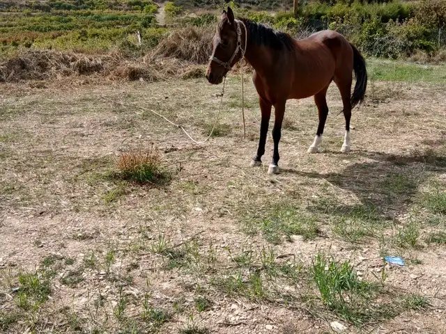 Αλογο αρσενικο, Επαρχία Λεμεσού — Όμοδος