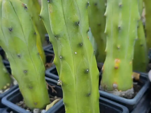 Myrtillocactus, Larnaca — Kalo Chorio