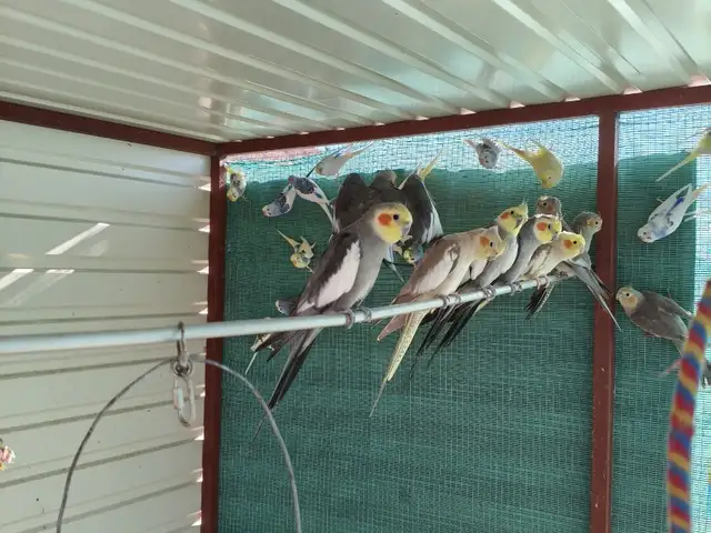 Cockatiel and Budjies, Επαρχία Λευκωσίας — Λύμπια