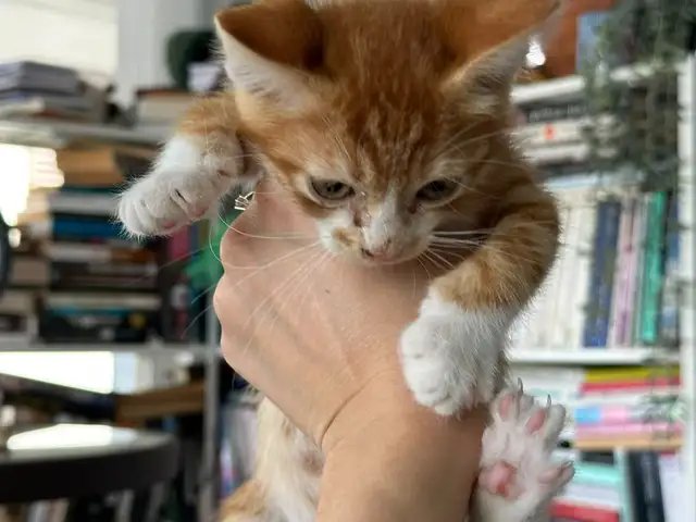 Male kittens 3months old and 5months old, Nicosia — Egkomi