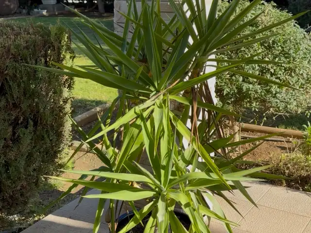 Large yucca plant, Επαρχία Λεμεσού — Ερήμη