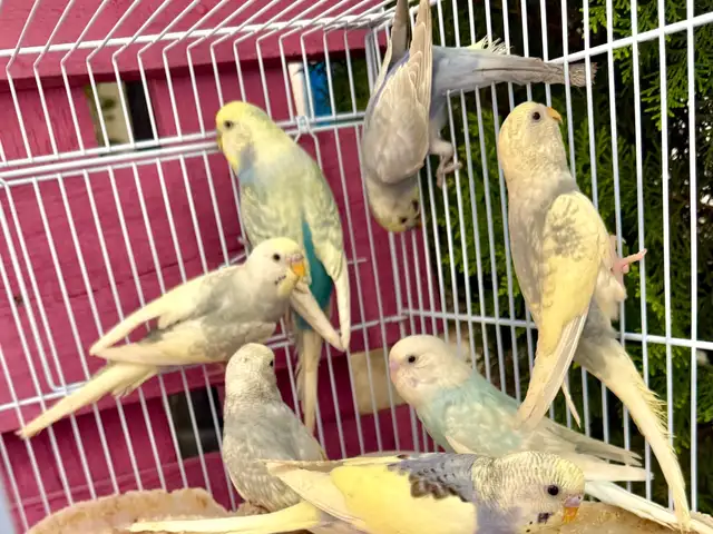 Budgies rainbow, Larnaca — Larnaka - Skala