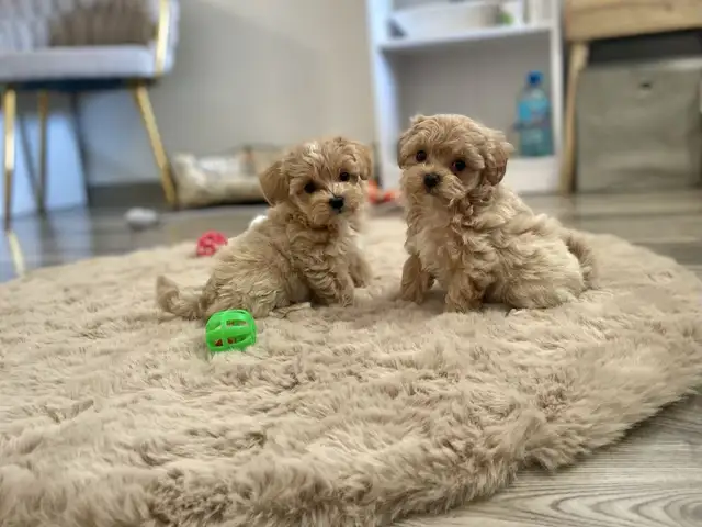 Micro maltipoo puppies f1, Larnaca — Oroklini