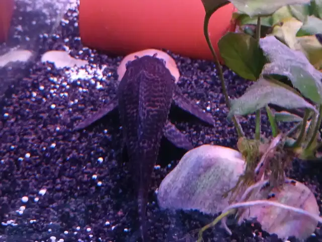 Πακετο 1 πλέκο 20cm,2 harlequin rasboras και 1 zebra loach, Επαρχία Λάρνακας — Λάρνακα - Σωτήρος