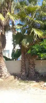 Large palm trees, Επαρχία Αμμοχώστου — Αγία Νάπα - 2