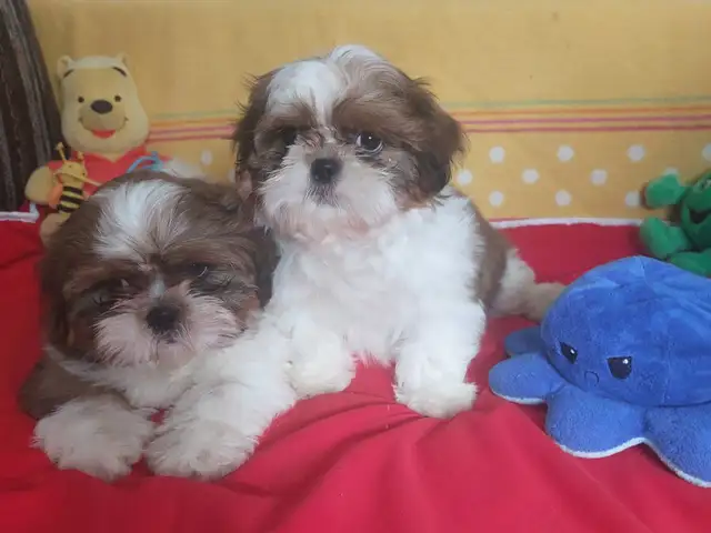 Shih tzu puppies, Larnaca — Larnaka - Skala - 2