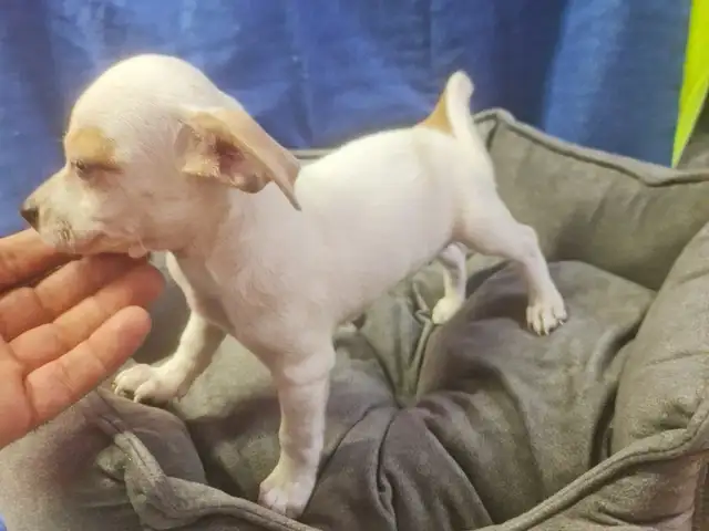Chihuahua puppy male γαλάζια μάτια, Famagusta — Agia Napa