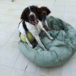 Springer Spaniel, Nicosia — Dali - Panag Evangelistria