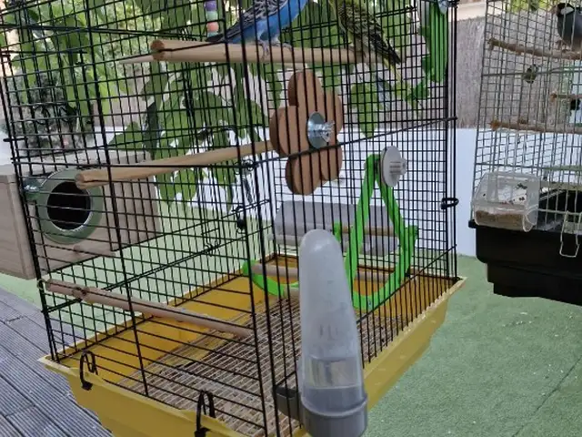 Parrots,cage,accessories, Larnaca — Aradippou - Apostolos Loukas