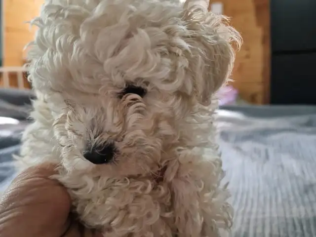 Toy poodle x-small with pedigree, Επαρχία Λάρνακας — Μοσφιλωτή
