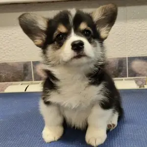Corgi with pedigree, Επαρχία Λεμεσού — Άγιος Τύχων