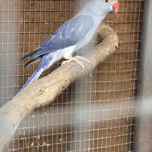 Ring neck violet clear tail, Επαρχία Αμμοχώστου — Παραλίμνι