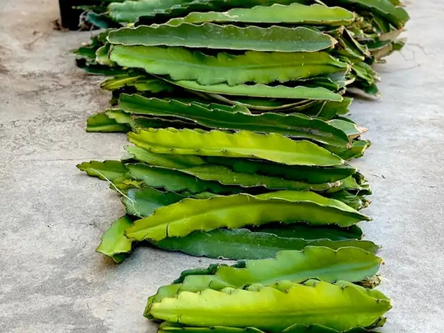Dragon fruit branches / cuttings, Επαρχία Λευκωσίας — Τσέρι