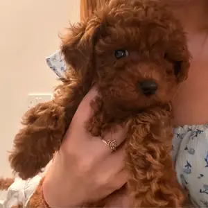 Small toy poodle puppies boy and girl, Paphos — Tombs Of the Kings