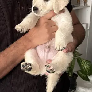 Pure bred golden retriever puppy, Nicosia — Strovolos - Acropolis
