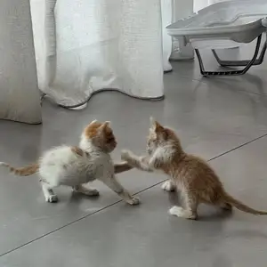 Male kittens for adoption, Nicosia — Egkomi
