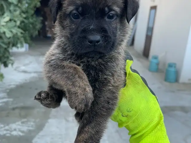 German Shepherd, Nicosia — Klirou
