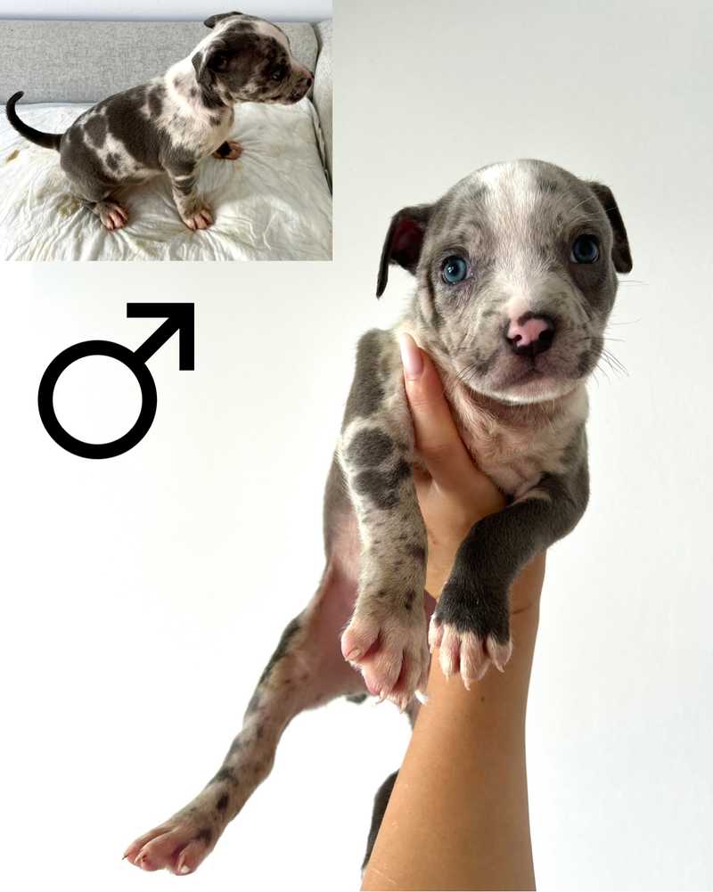 Mix Merle Amstaff Small American Staffy Merle Staffy Merle Amstaff